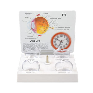 Good-Lite Co Corneal Eye Model