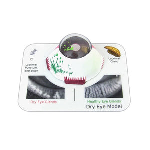 Good-Lite Co Dry Eye Model