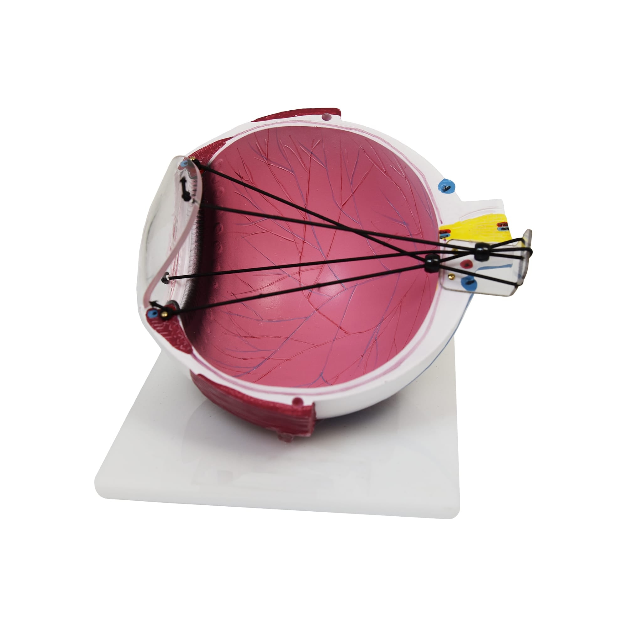 Good-Lite Educational Tools Eye Model: Astigmatism