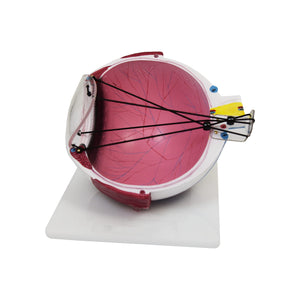 Good-Lite Educational Tools Eye Model: Astigmatism