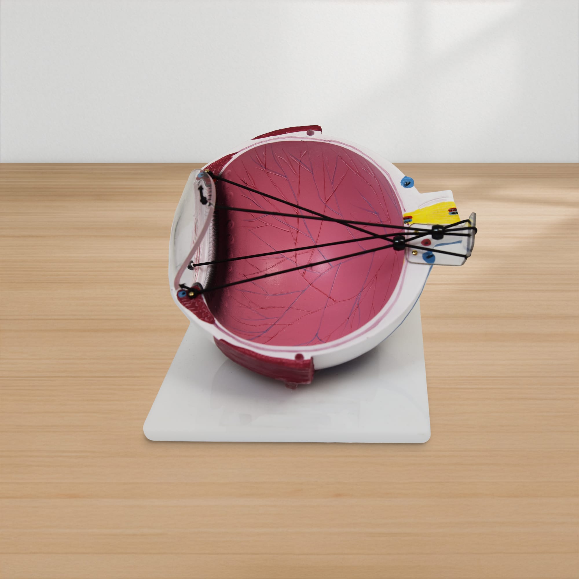Good-Lite Educational Tools Eye Model: Astigmatism