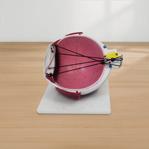 Good-Lite Educational Tools Eye Model: Astigmatism