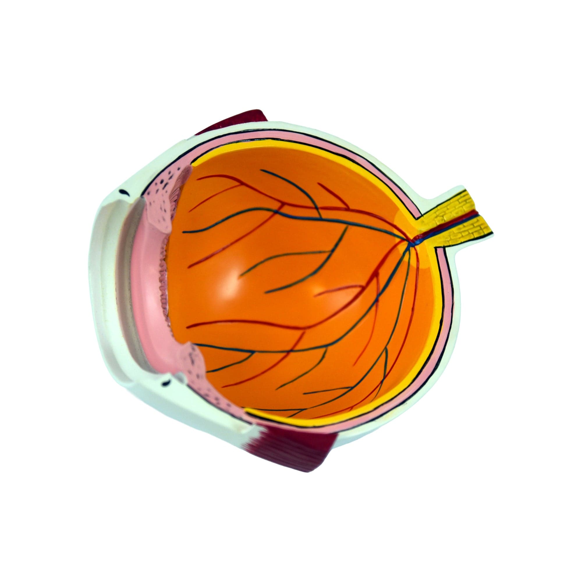 Good-Lite Educational Tools Eye Model: Full