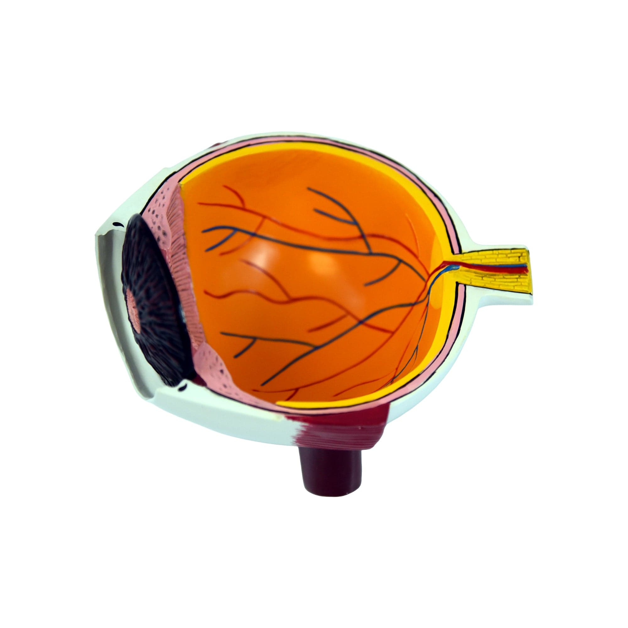 Good-Lite Educational Tools Eye Model: Full