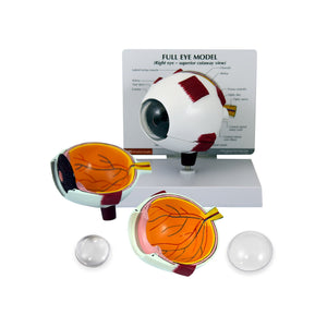 Good-Lite Educational Tools Eye Model: Full