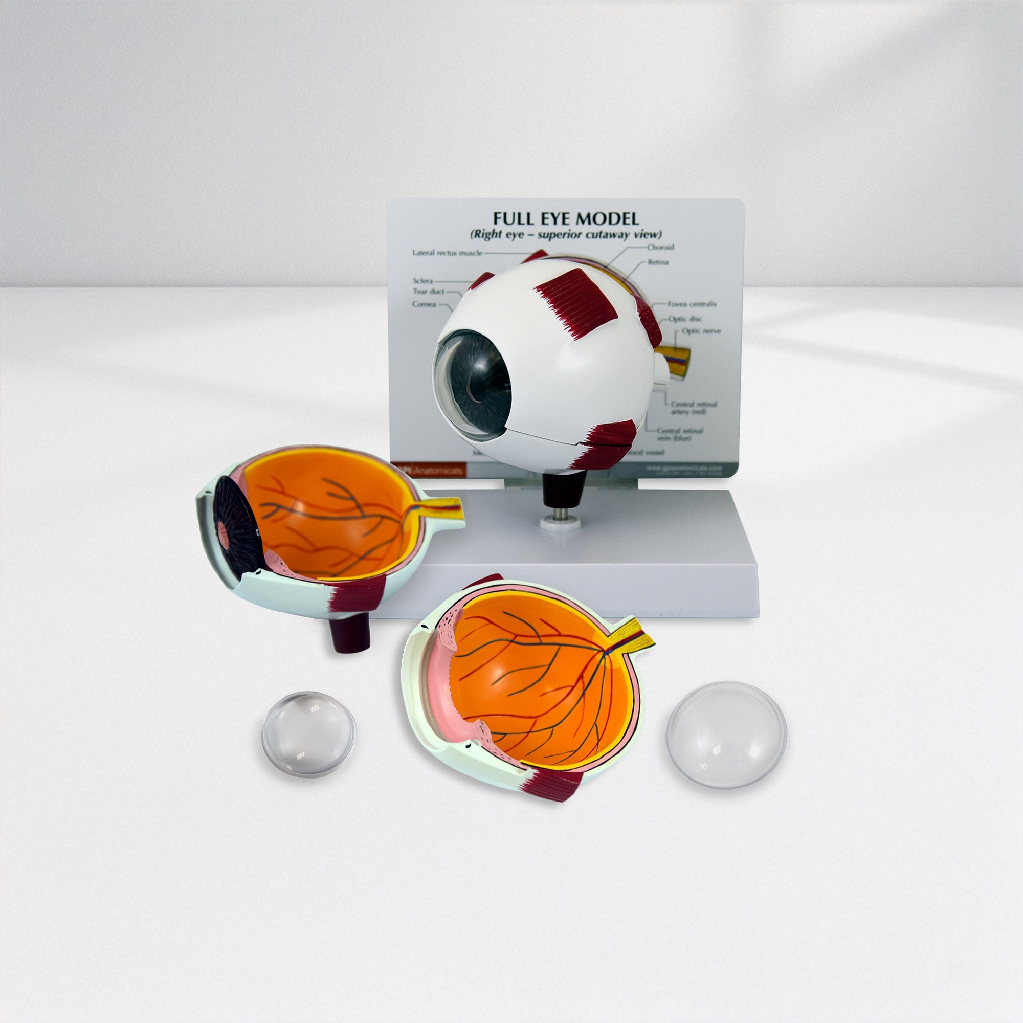 Good-Lite Educational Tools Eye Model: Full