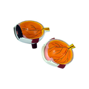 Good-Lite Educational Tools Eye Model: Full