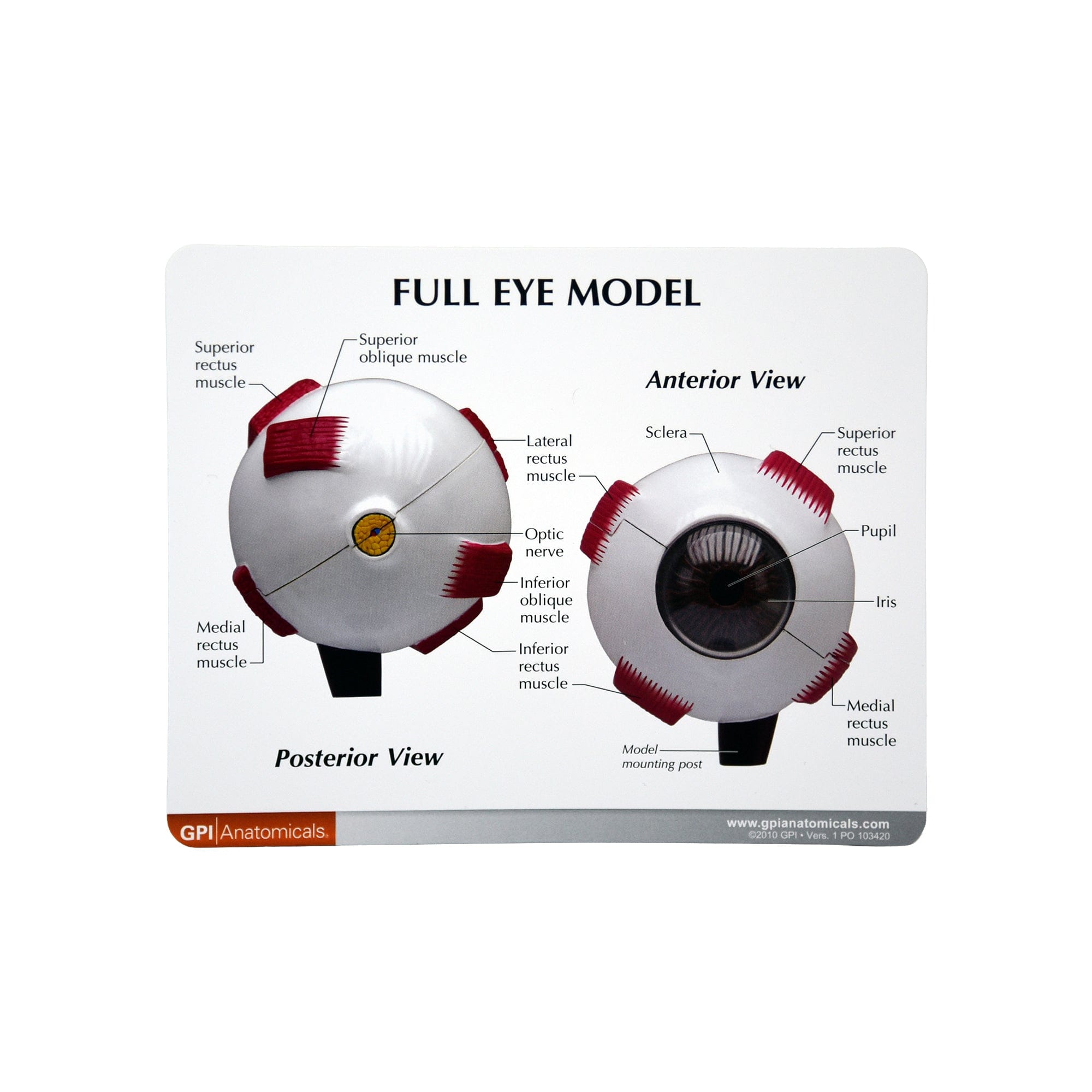 Good-Lite Educational Tools Eye Model: Full