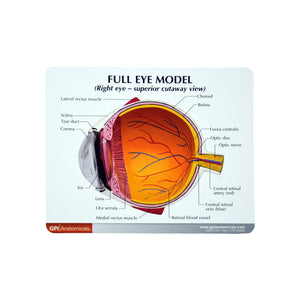 Good-Lite Educational Tools Eye Model: Full