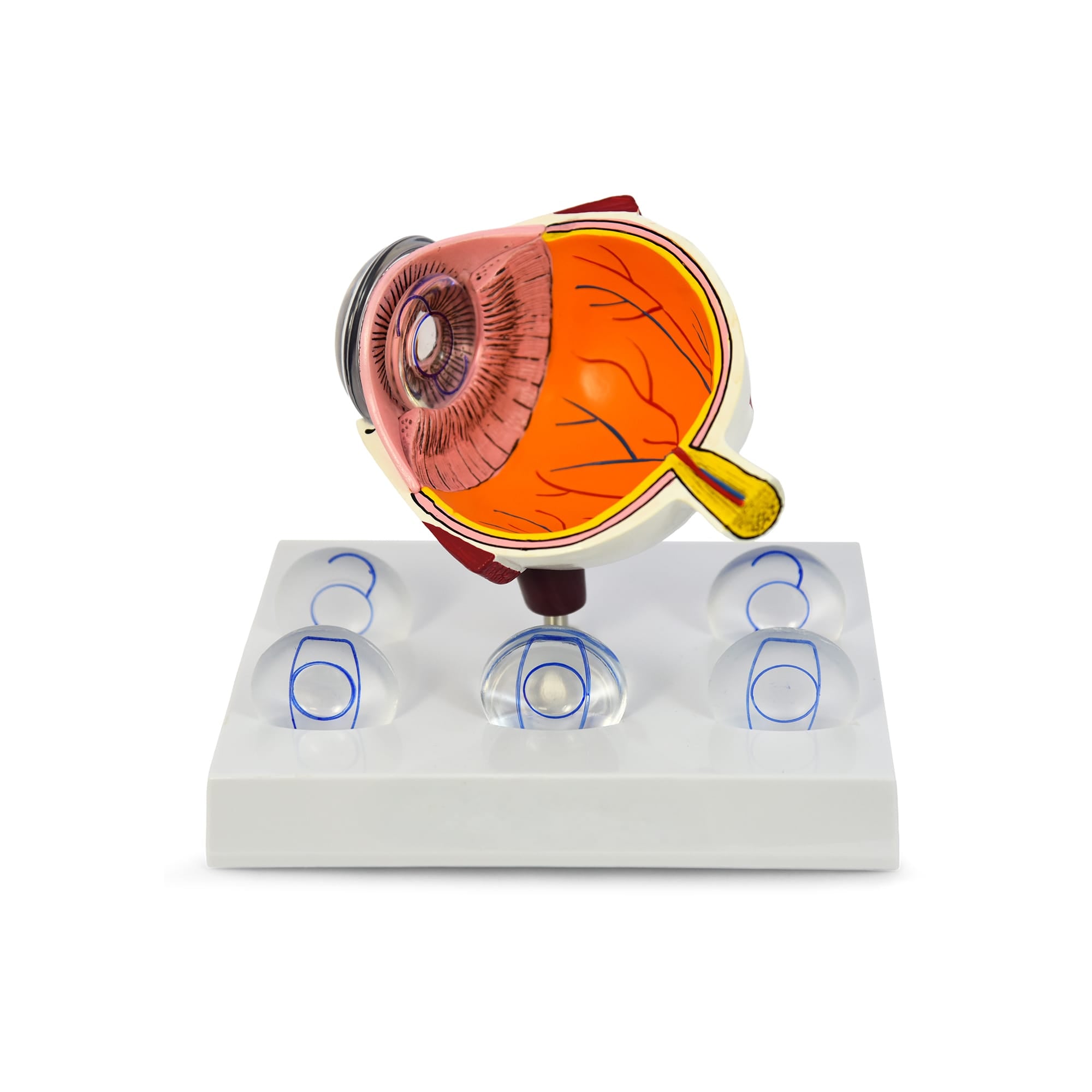 Good-Lite Educational Tools Eye Model: Intraocular