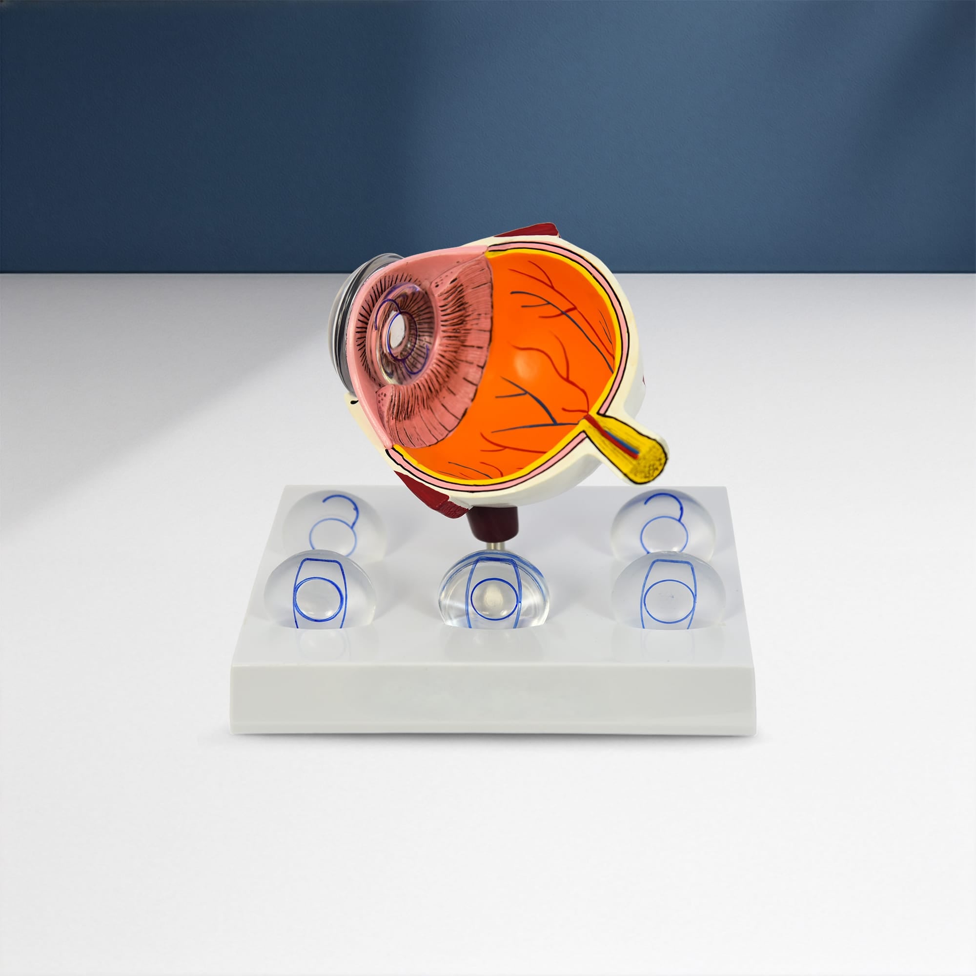 Good-Lite Educational Tools Eye Model: Intraocular