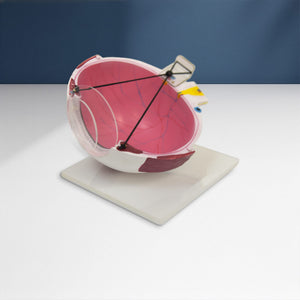 Good-Lite Educational Tools Eye Model: Lasik