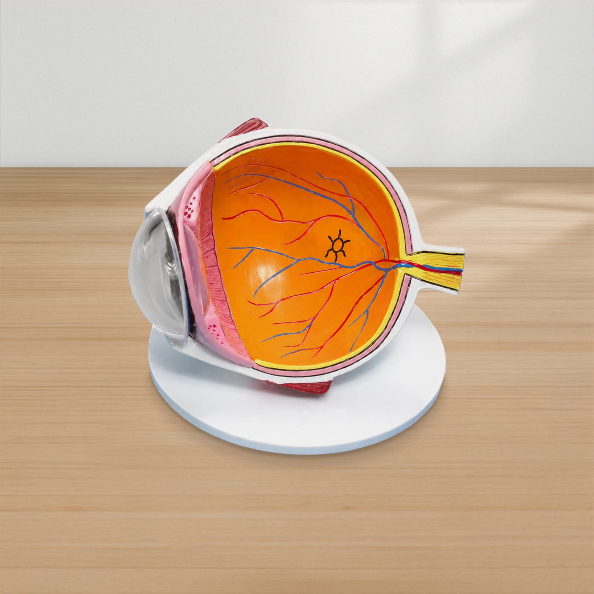 Good-Lite Educational Tools Eye Model: Retinal Detachment